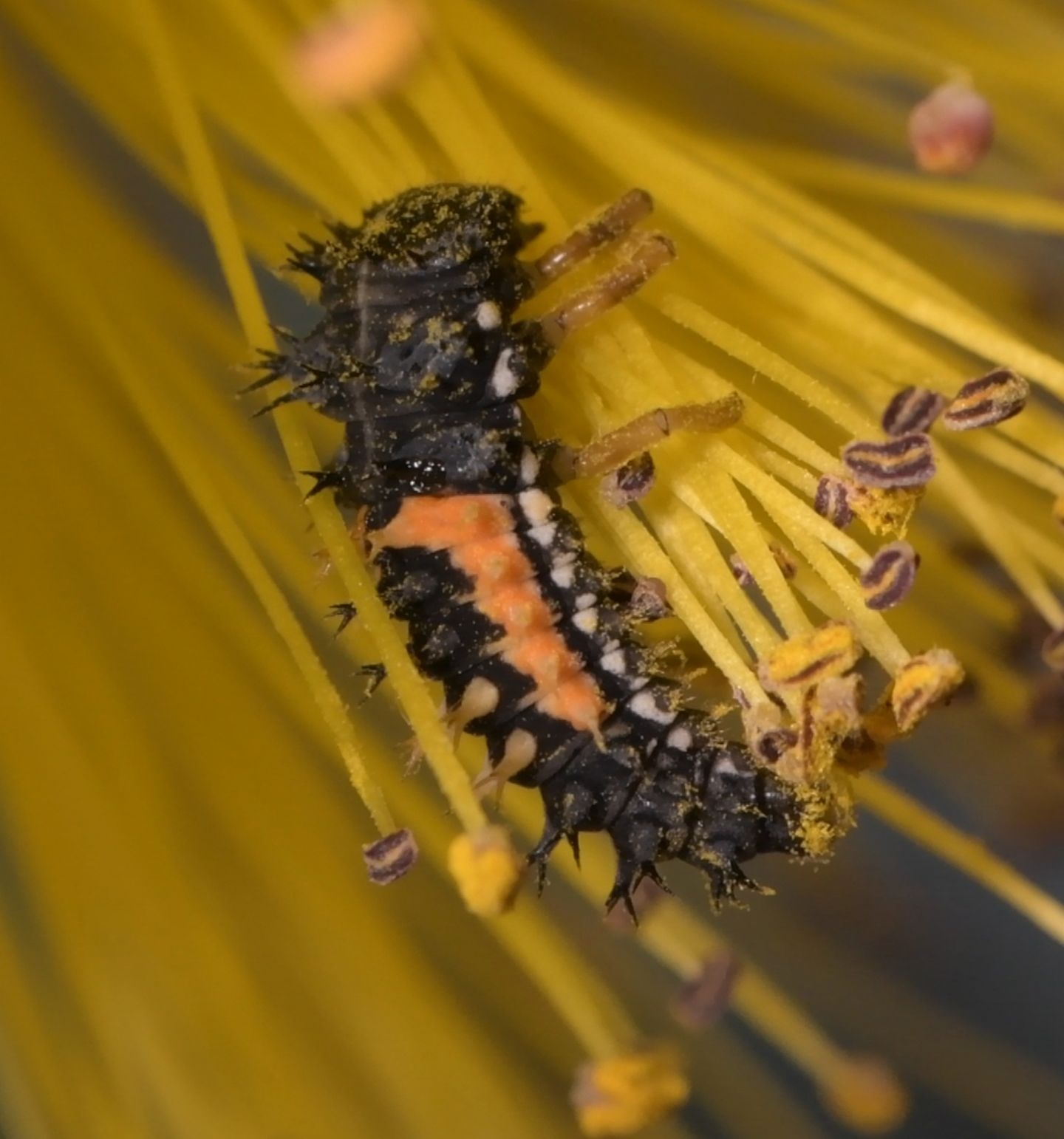 Richiesta di determinazione